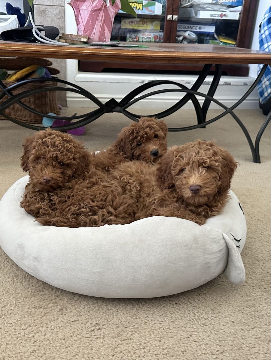 Mini Goldendoodles