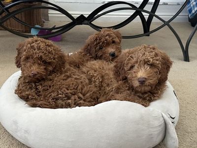 Mini Goldendoodles