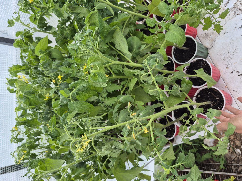 Tomatoes! Peppers! Herbs! flowers!