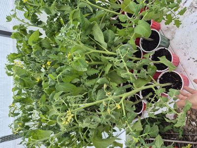 Tomatoes! Peppers! Herbs! flowers!
