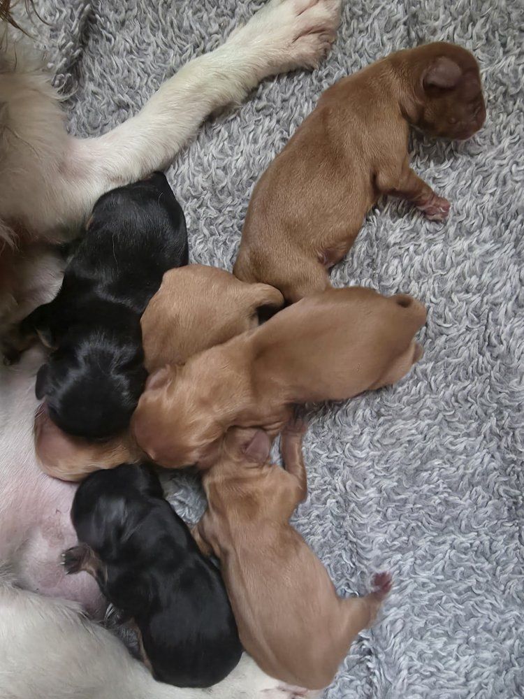 Cavalier King Charles Spaniel Puppies AKC Just born