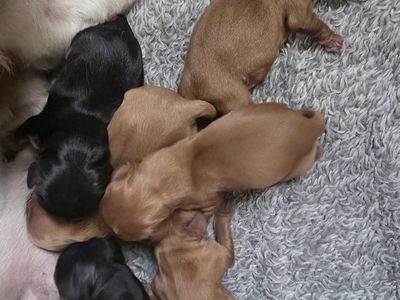 Cavalier King Charles Spaniel Puppies AKC Just born