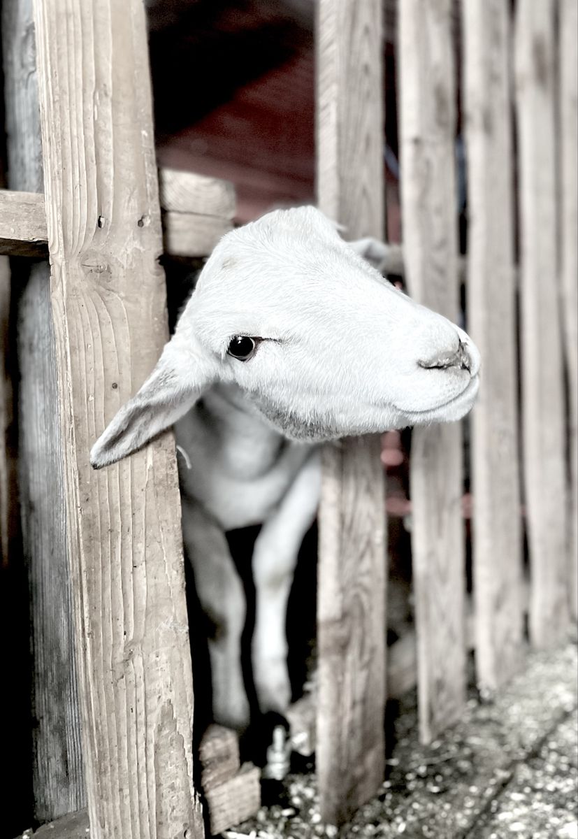1 year Meat breed Dorper Sheep whether grazer or fine marbled meat Support Education Nonprofit