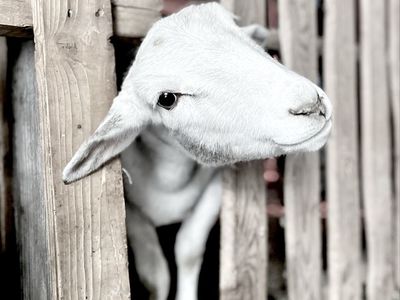1 year Meat breed Dorper Sheep whether grazer or fine marbled meat Support Education Nonprofit