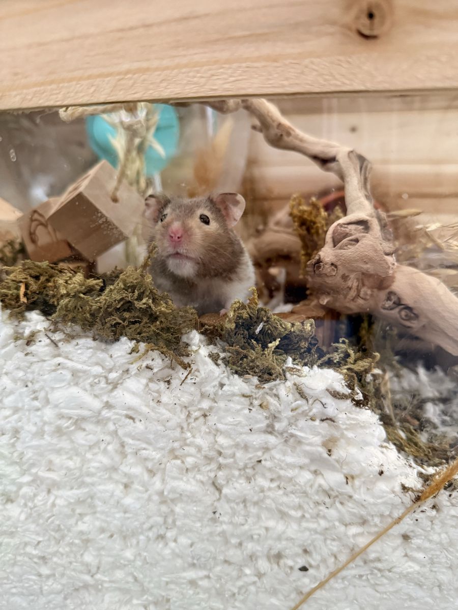 Syrian Hamster, Cage, and Supplies