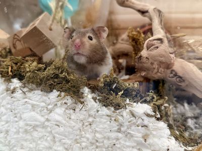 Syrian Hamster, Cage, and Supplies