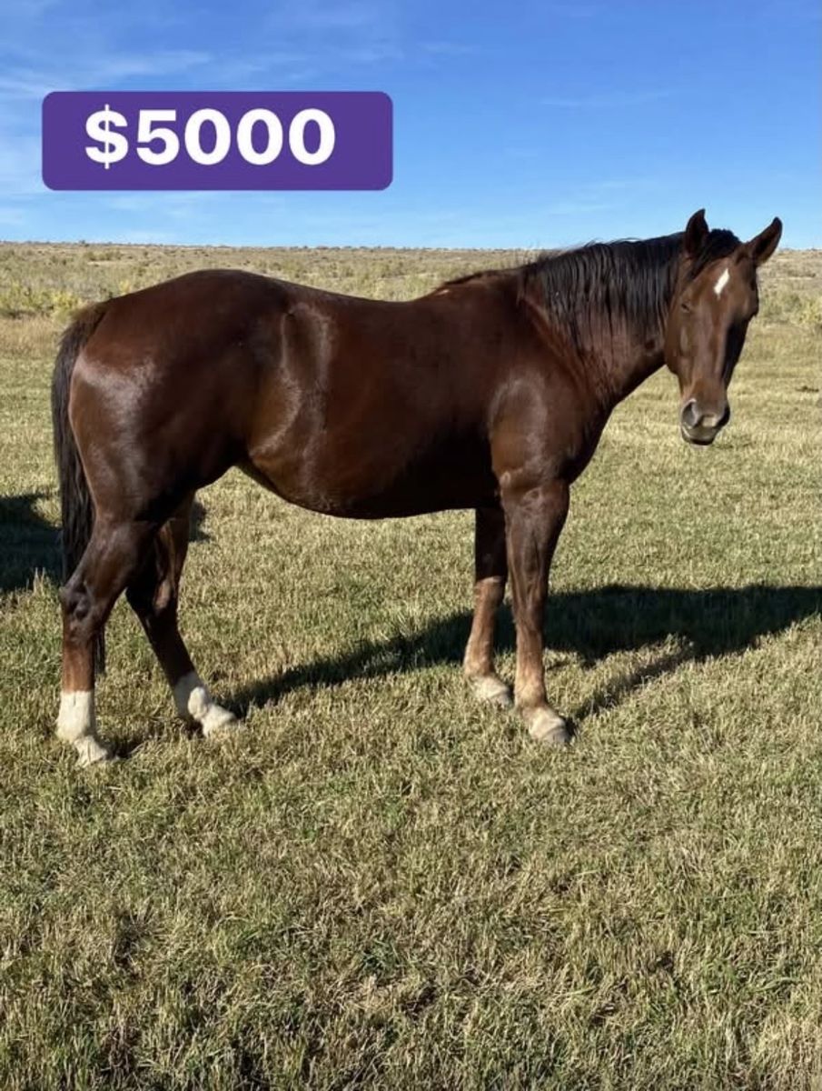 2018 Hancock Lacy Quarter Horse mare