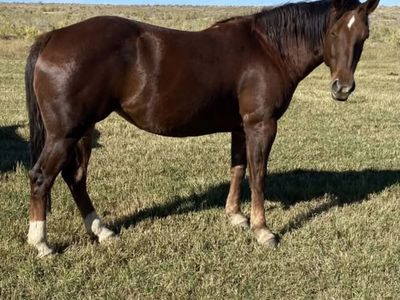 2018 Hancock Lacy Quarter Horse mare
