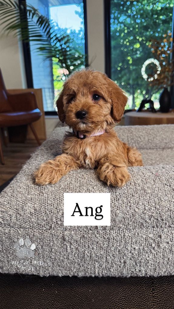 Dwrling Kennel Tained Mini Goldendoodle Puppies