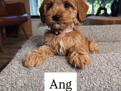 Dwrling Kennel Tained Mini Goldendoodle Puppies