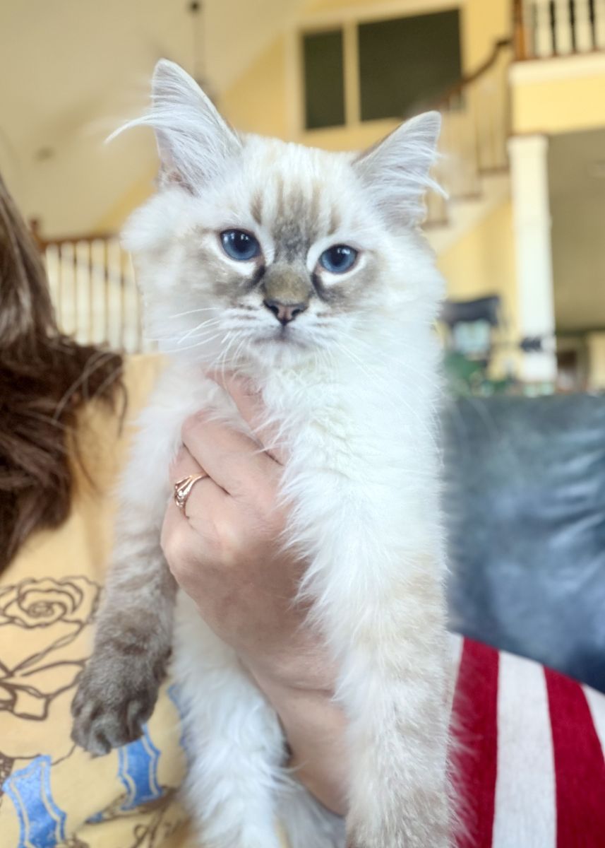 Gorgeous Ragdoll Kittens