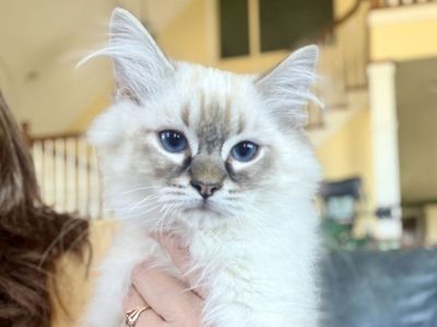 Gorgeous Ragdoll Kittens