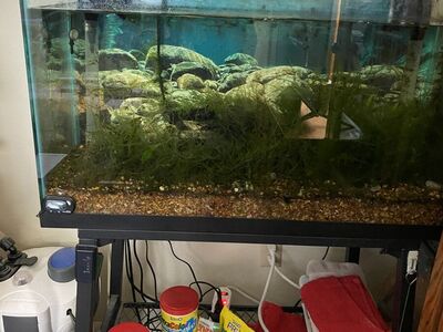 29 gallon aquarium for sale