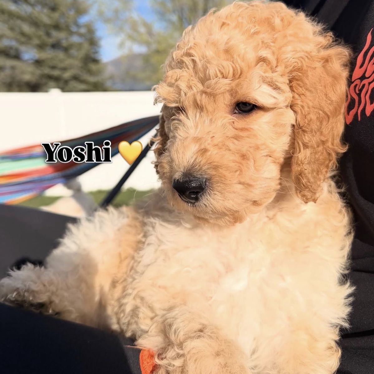 Weekend Special Golden Doodles