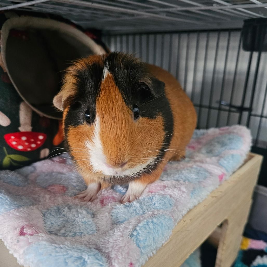 Hello my name is Mocha