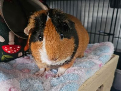 Hello my name is Mocha