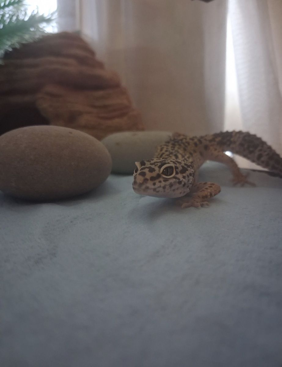Leopard Gecko with Full Tank Setup - Complete Reptile Habitat Ready to Go