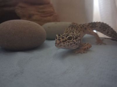Leopard Gecko with Full Tank Setup - Complete Reptile Habitat Ready to Go