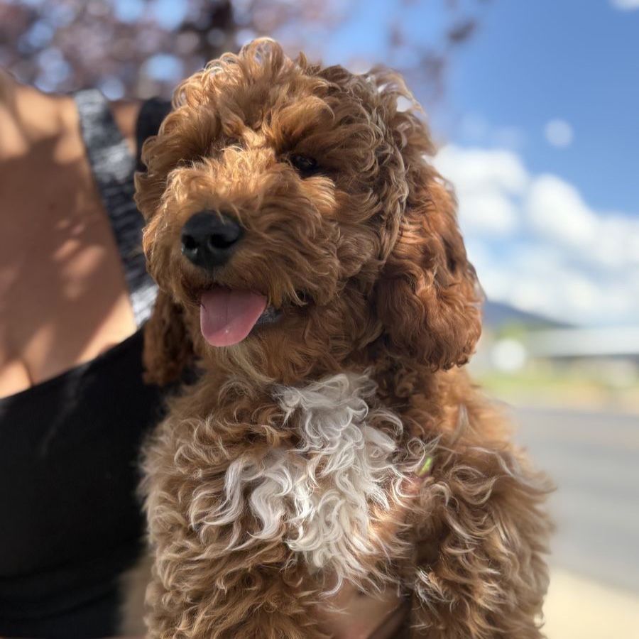Poodle puppies