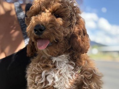 Poodle puppies