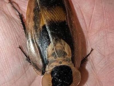 Giant Cave Roaches