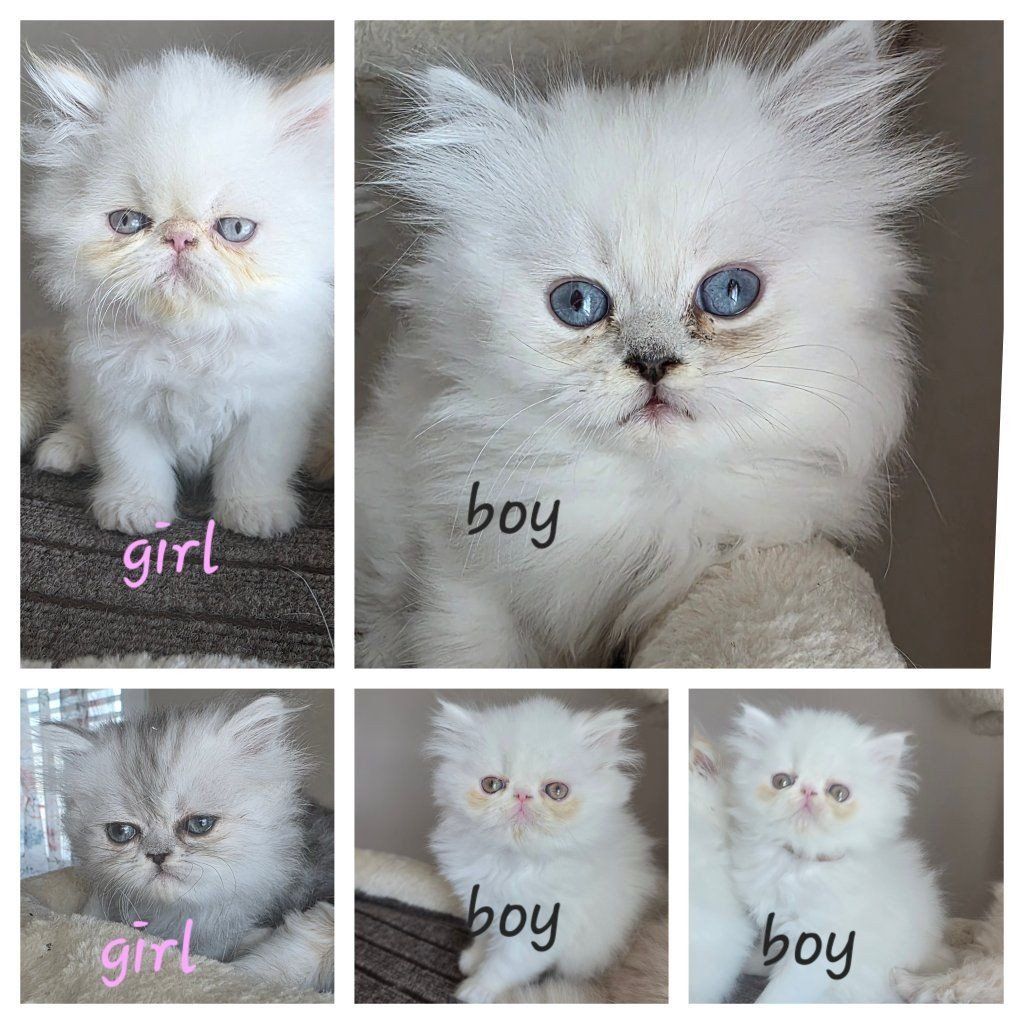 Purebred Persian kittens! (2 m.o.)