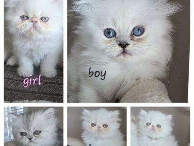 Purebred Persian kittens! (2 m.o.)