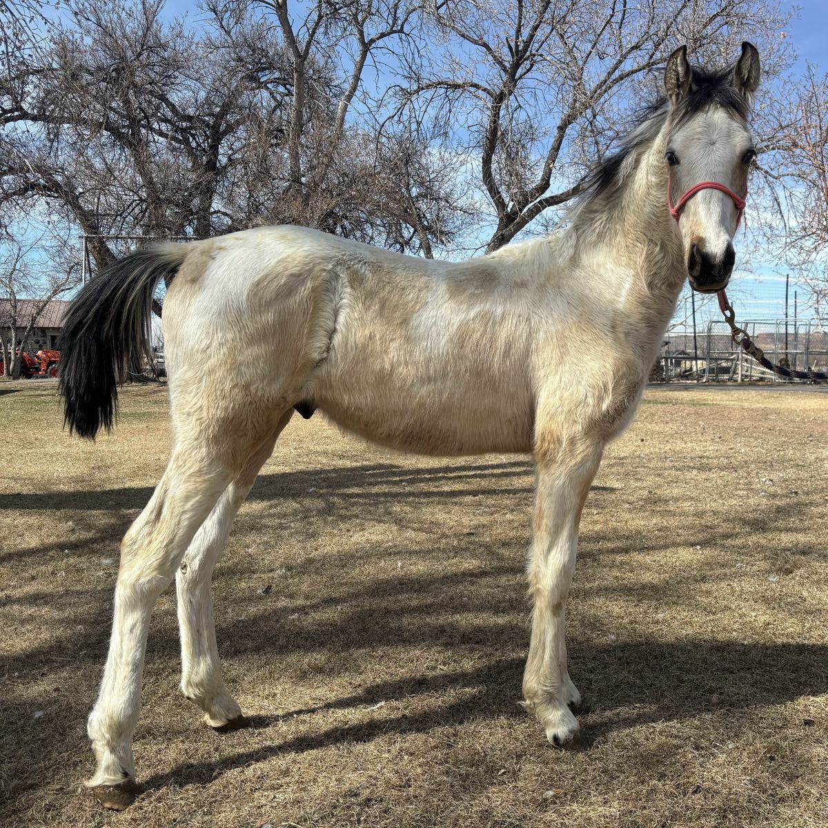 Gaited Colt