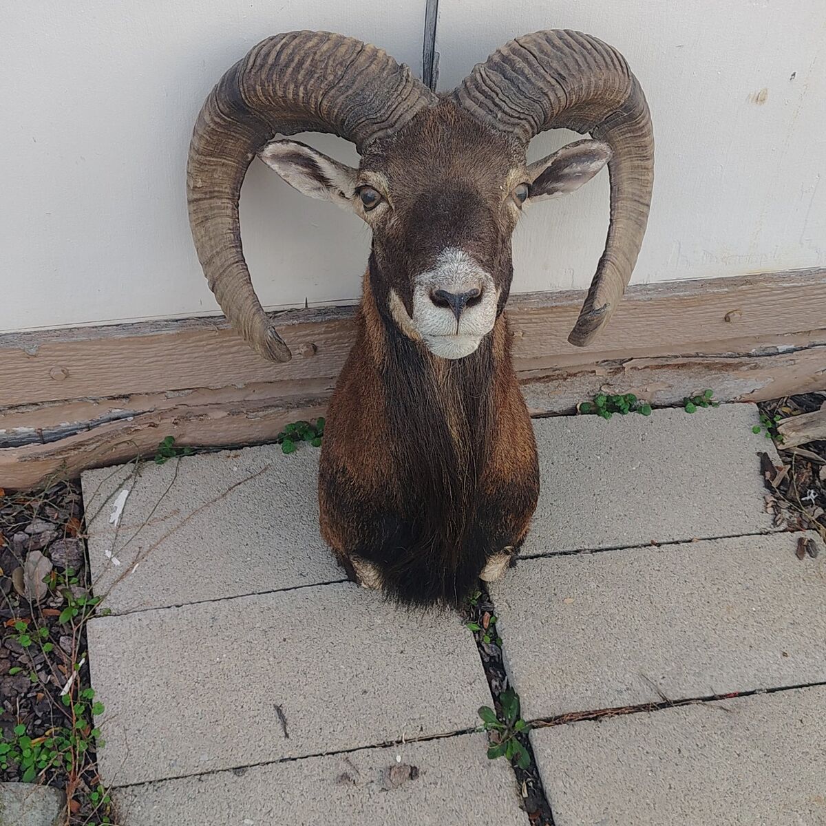 head Mount of Mouflon ram
