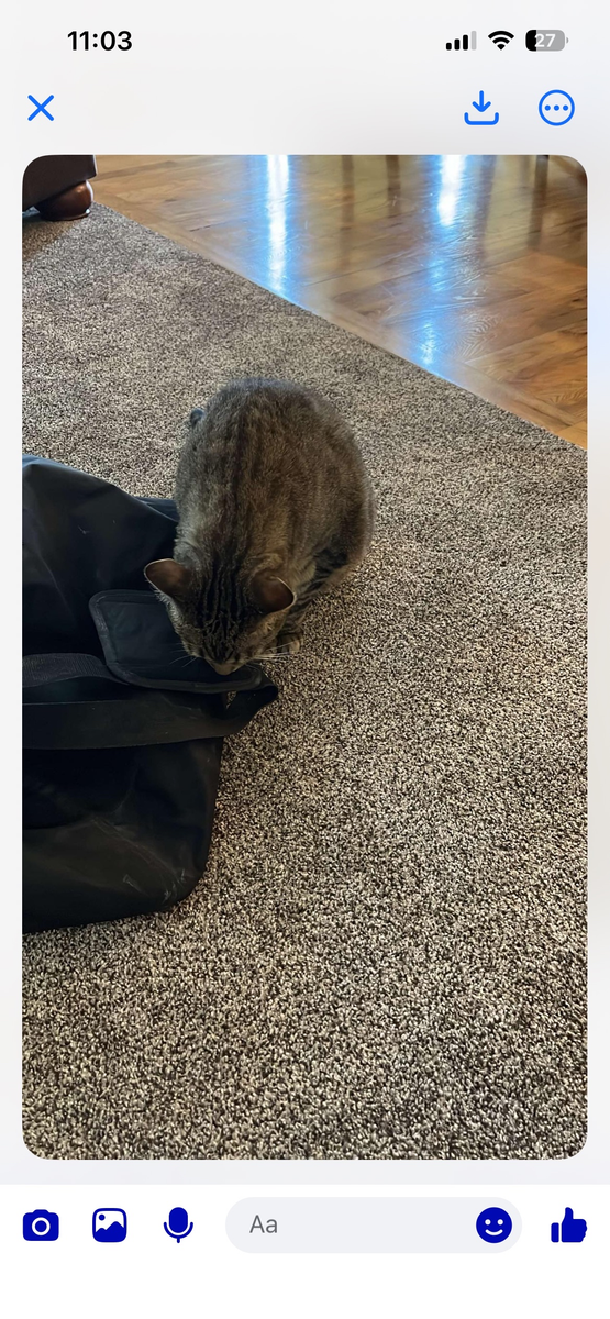 Missing Family Cat, Cash reward.