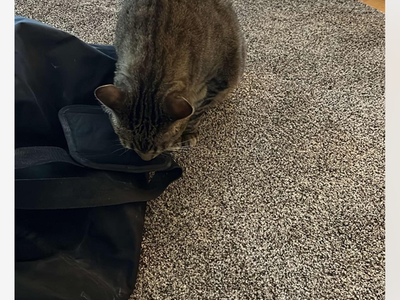 Missing Family Cat, Cash reward.