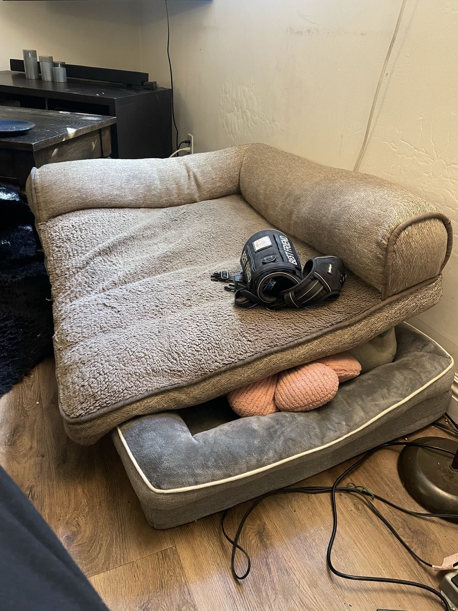 2 dog beds and harness for sale $100