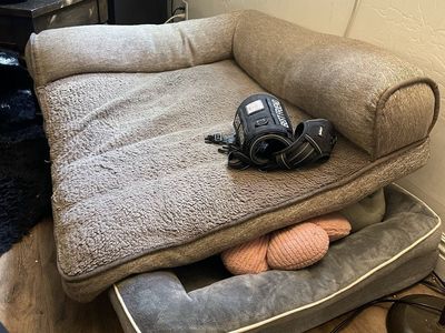 2 dog beds and harness for sale $100