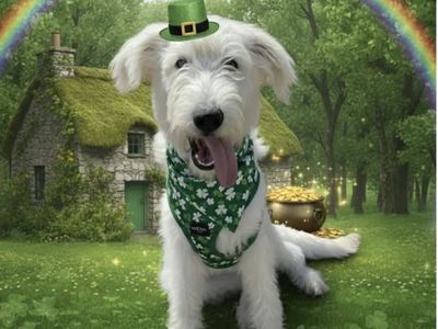 Sunny, 11 month old labradoodle