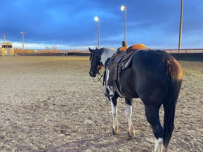 The horse you want