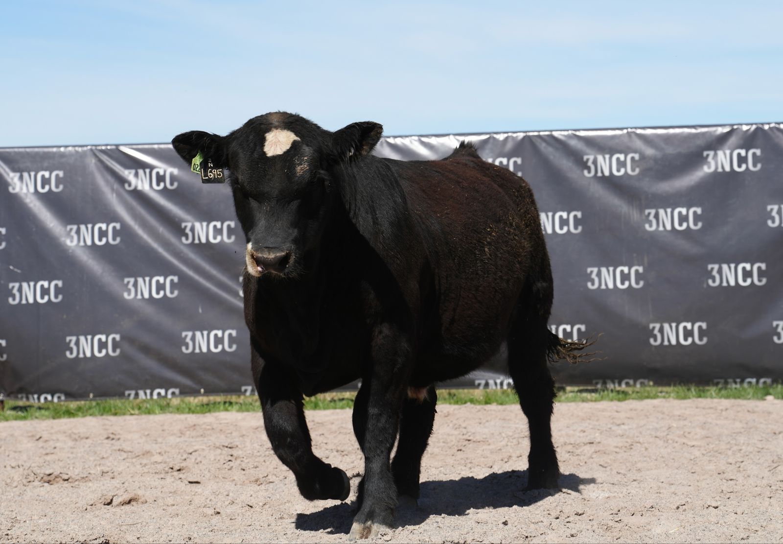 Simmental and Sim Angus Bulls For Sale