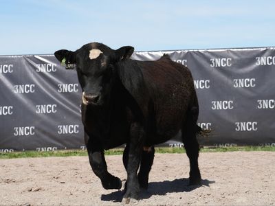 Simmental and Sim Angus Bulls For Sale