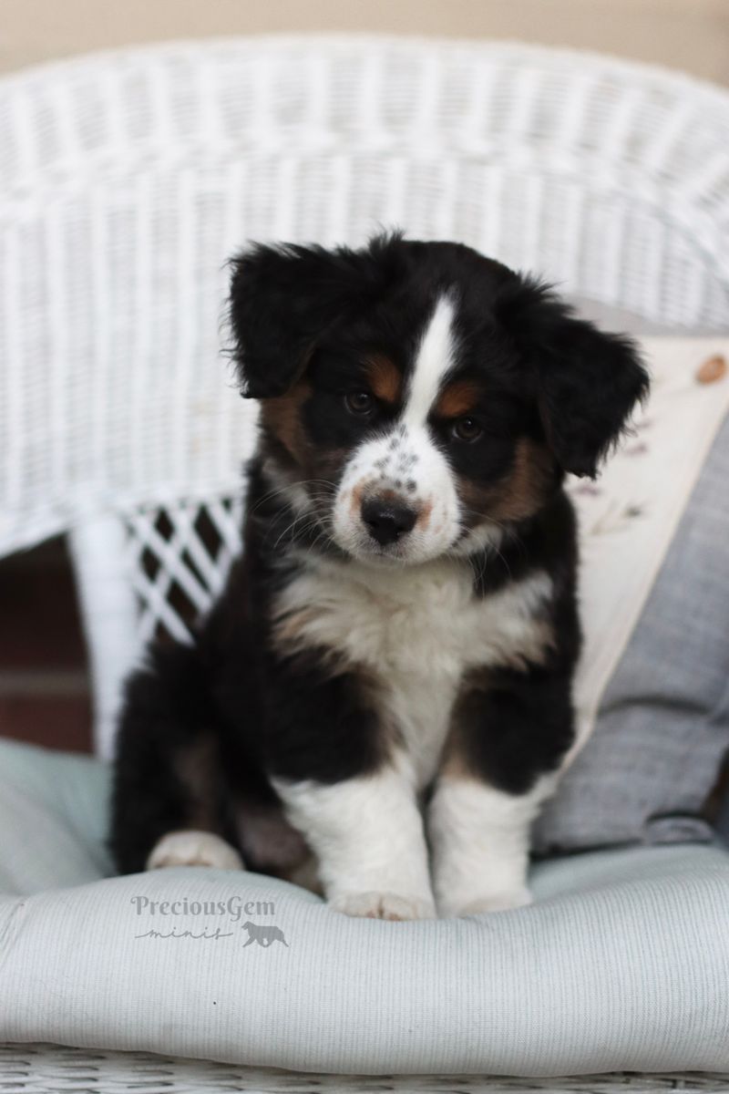 AKC Miniature American Shepherd Puppy (AKA Mini Australian Shepherd)