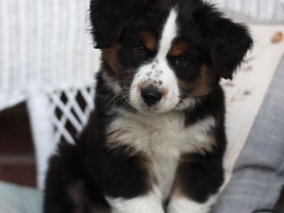 AKC Miniature American Shepherd Puppy (AKA Mini Australian Shepherd)
