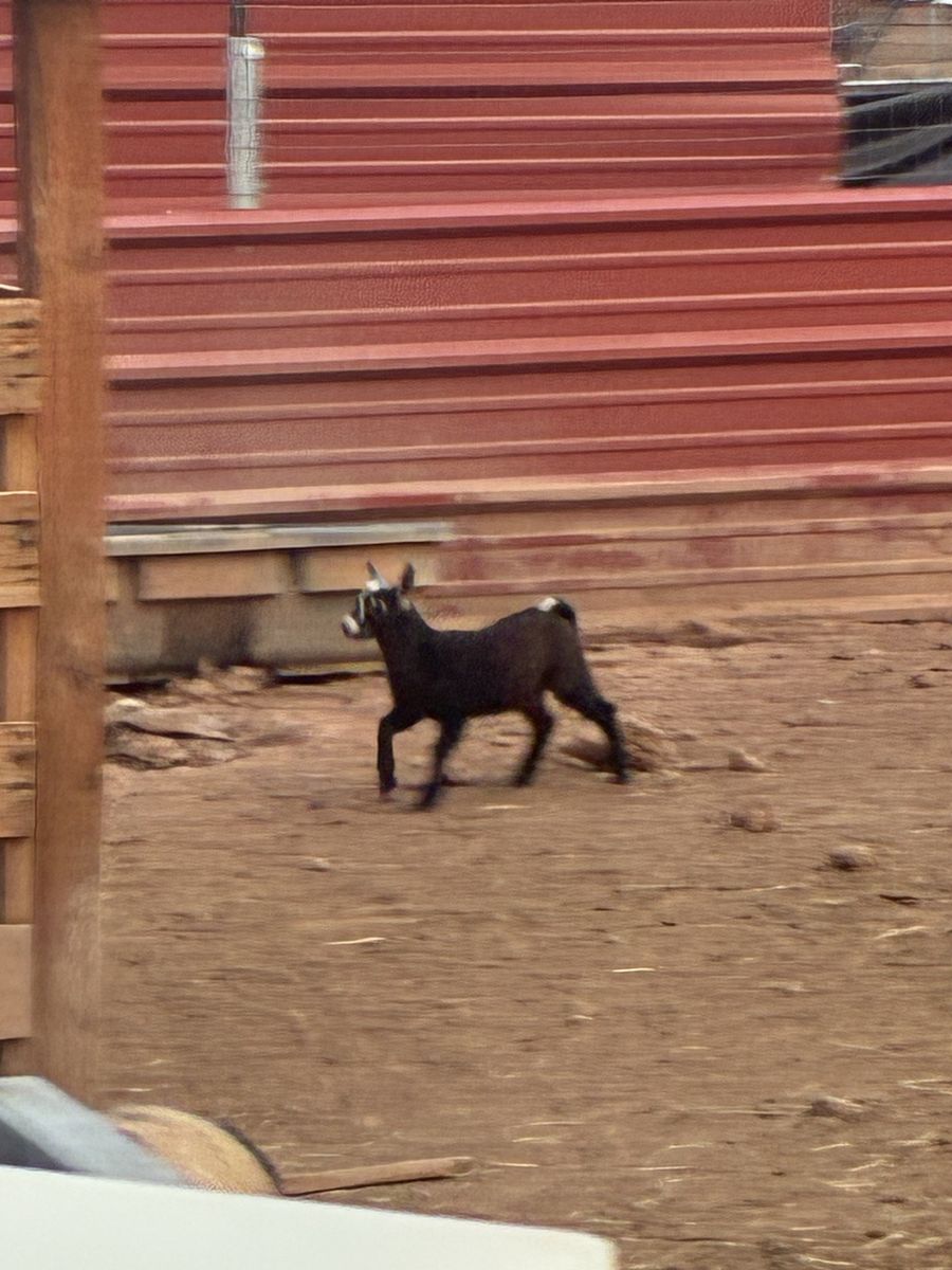 Healthy young female Goat 