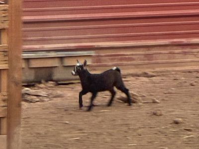 Healthy young female Goat