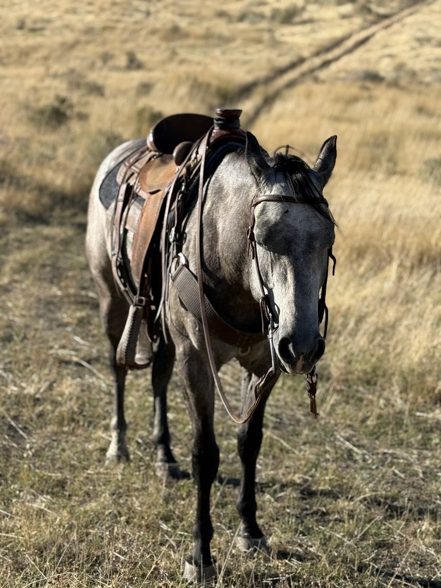 Registered 5 Year old Mare