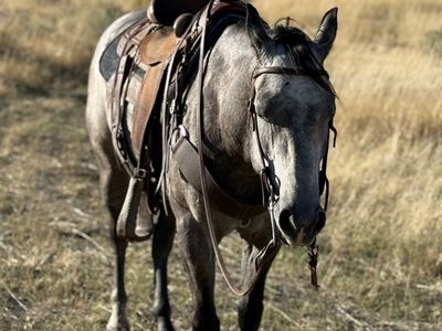 Registered 5 Year old Mare