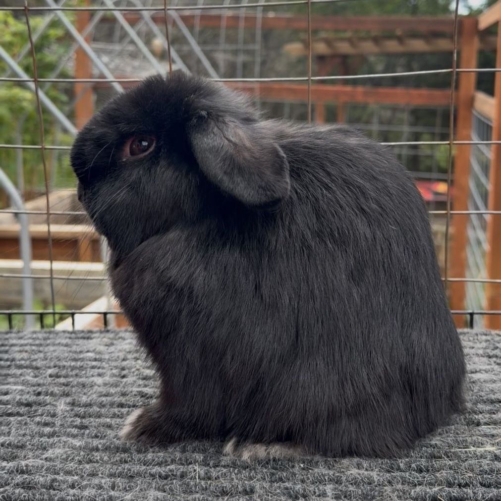 Holland Lop Buck