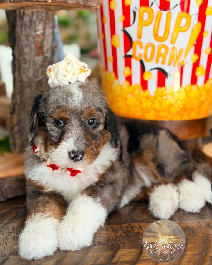 Mulitgen Mini Bernedoodles