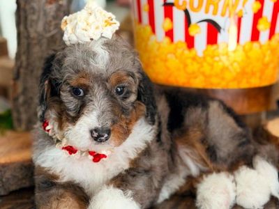Mulitgen Mini Bernedoodles