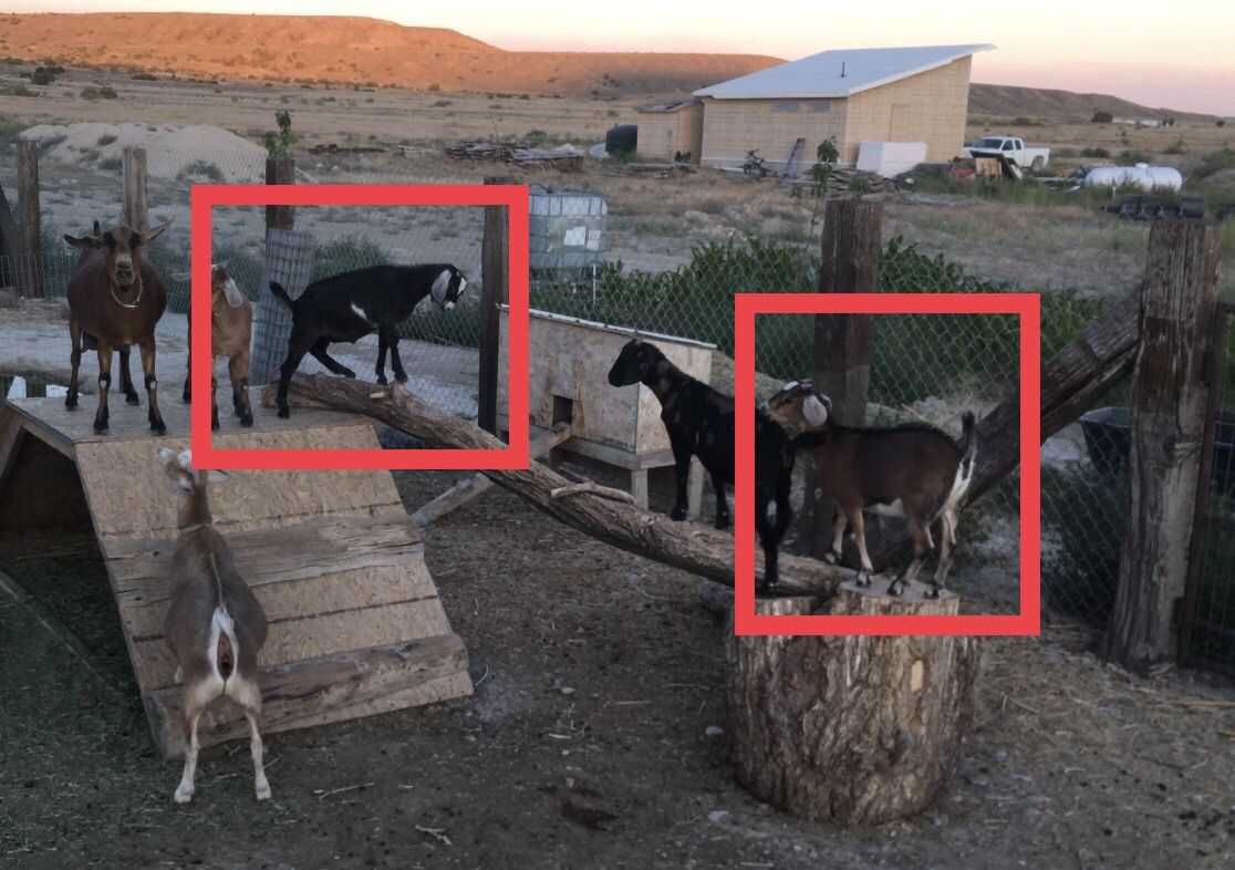 Female Goats: Kinder/Mini Nubians.