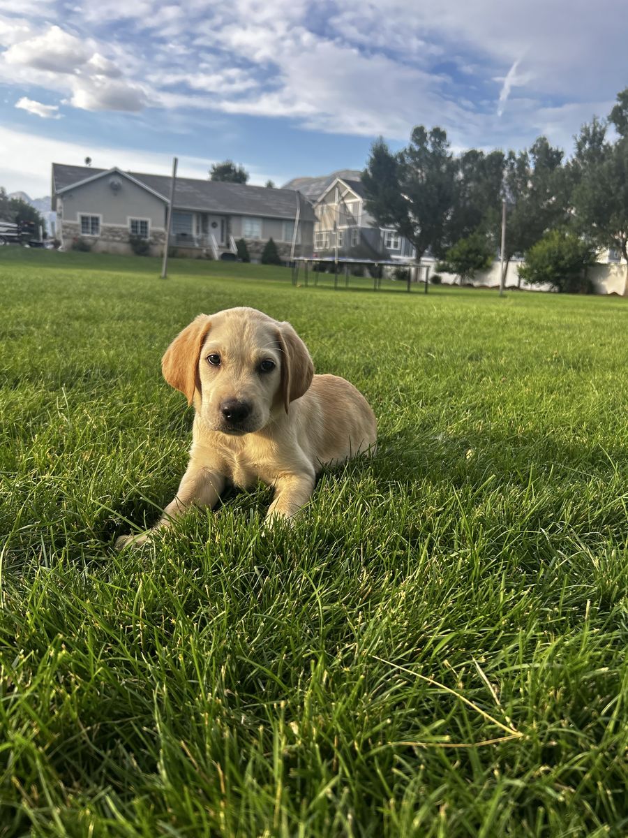 AKC Labrador Retrievers 10 Weeks Old ready to go 2 Males left