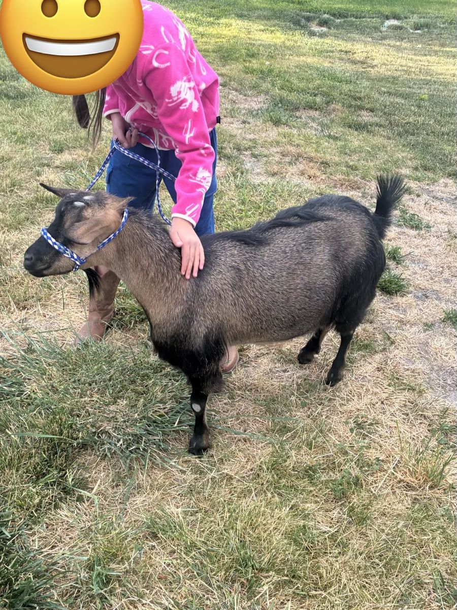 Friendly Doe: Blue-Eyed Polled Mini Silky Fainter