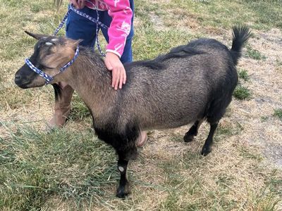 Friendly Doe: Blue-Eyed Polled Mini Silky Fainter